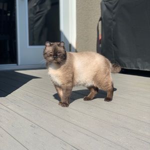 Meet your Posher, Malloru